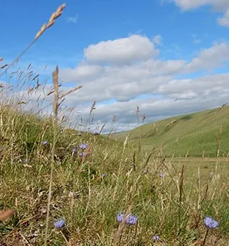 A photo of the farm showing dry bank near river with blue flowers called "sheeps bit" Copyright- All rights reserved - Tanya at WildShepherd.