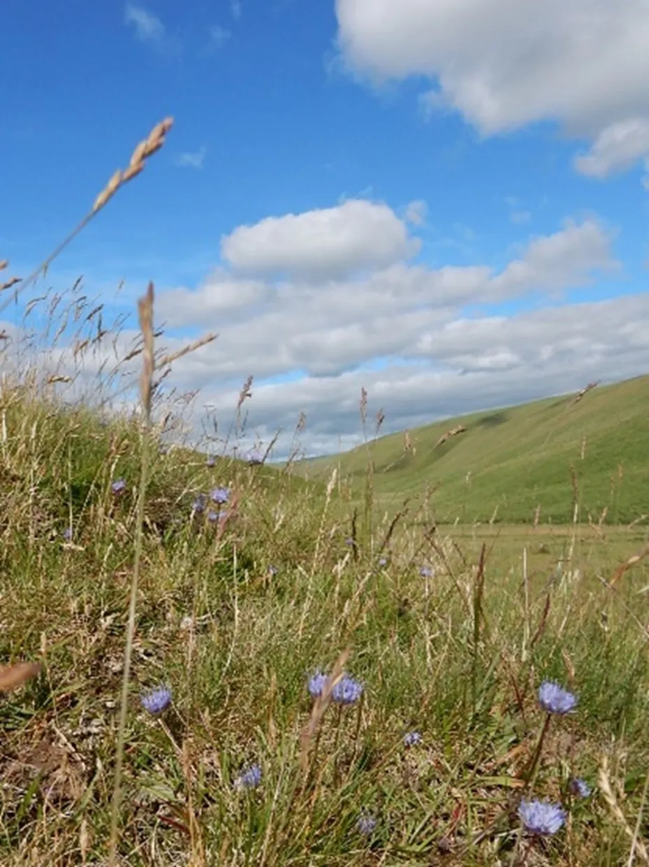 A photo of the farm showing dry bank near river with blue flowers called "sheeps bit" Copyright- All rights reserved - Tanya at WildShepherd.
