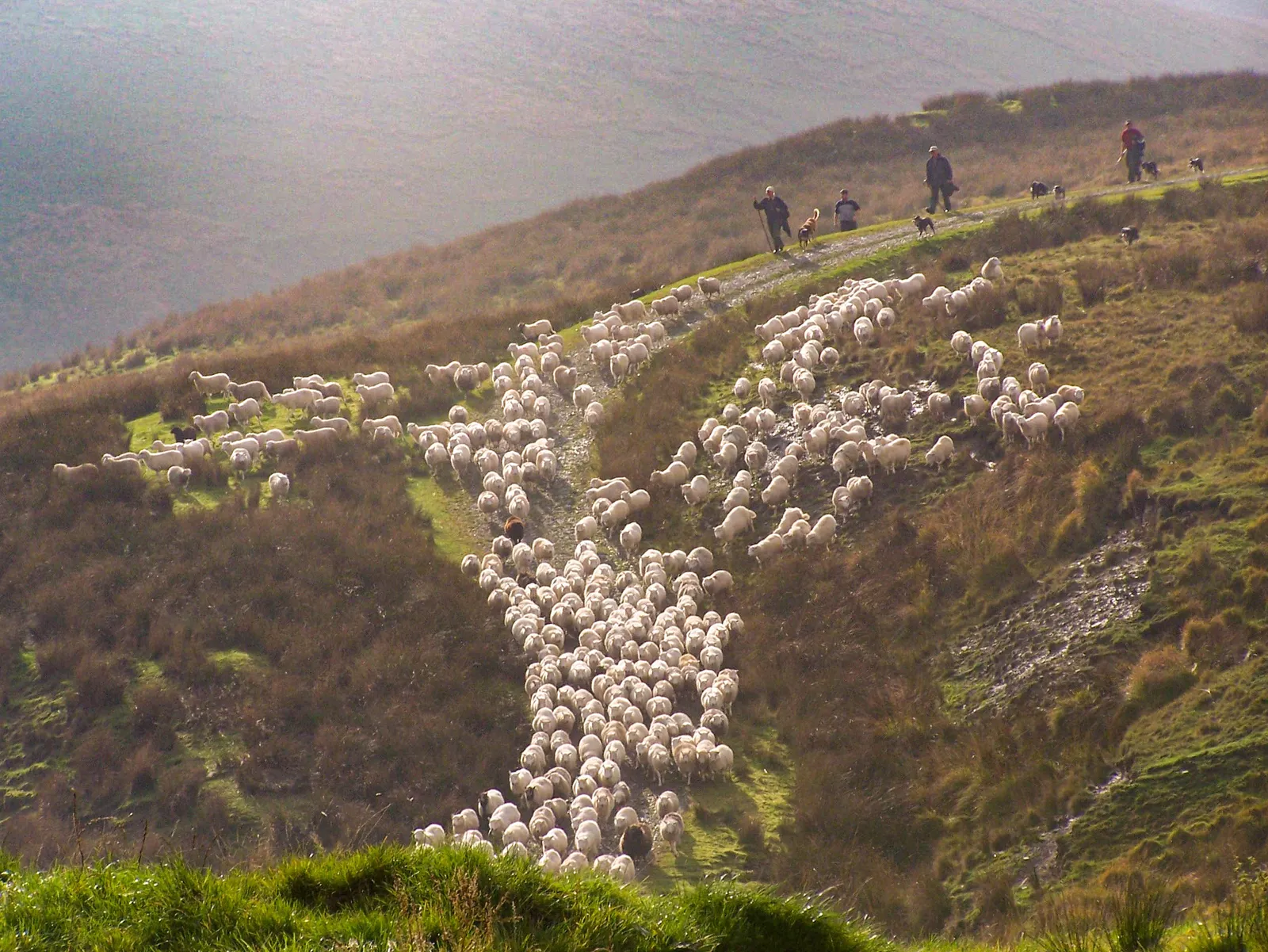 Copyright: All Rights Reserved by Erinna & Tanya at WildShepherd - permission to use photo kindly given by Uncle Tony Young. A photo of sheep, shepherds and dogs coming down a bank off a hill and into the farm yard. This is an annual gather of one flock of sheep n autumn - with the help of skilled shepherds (friends and neighbours) and their sheepdogs. Copyright: All rights reserved WildShepherd.
